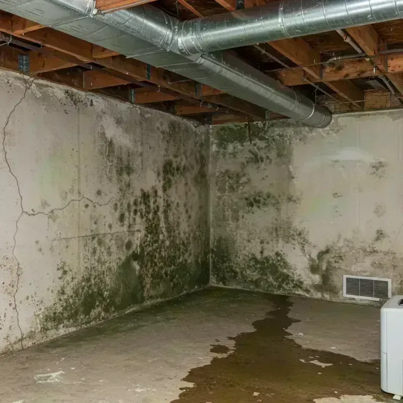 Professional Mold Removal in Valley Station, KY